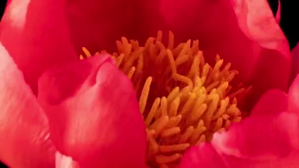 Vacker rosa Pion bakgrund. Blommande pion blomma öppen, tiden förfaller, närbild. Bröllopsbakgrund, Alla hjärtans dag koncept. — Stockvideo