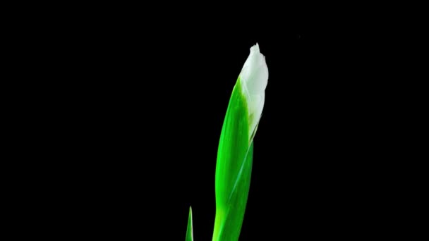 Upływ czasu kwitnącej białej tęczówki na czarnym tle, piękny biały kwiat wideo 4k — Wideo stockowe