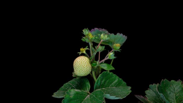 草莓在灌木上成熟，体积小，脸红 — 图库视频影像