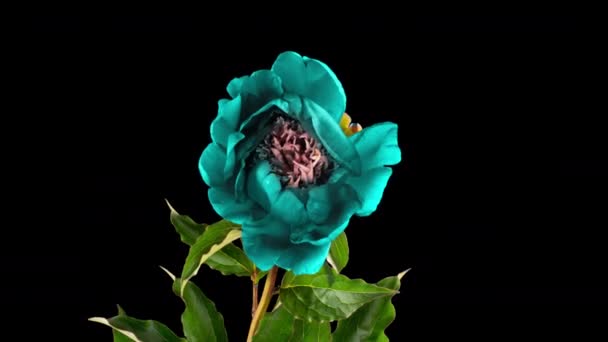 Timelapse di bel fiore di peonia turchese bordeaux fioritura su sfondo nero. Movimento degli stami peonia. Matrimonio, macro, Pasqua, primavera, Amore, compleanno, giorno di San Valentino, concetto di vacanza. — Video Stock