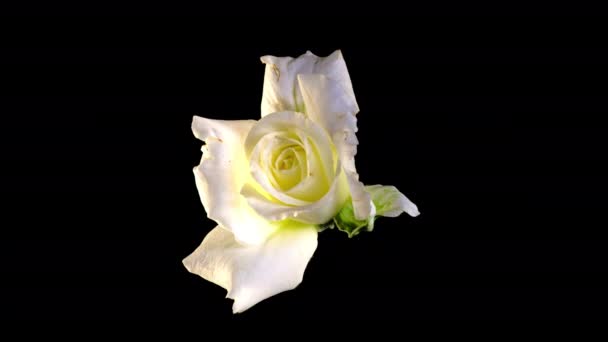 Time-lapse του ανοίγματος λευκό τριαντάφυλλο με κανάλι ALPHA απομονώνονται σε μαύρο φόντο, πάνω όψη. Ανθισμένο τριαντάφυλλο λουλούδι ανοιχτό, timelapse, close-up. Γάμος φόντο, έννοια Ημέρα του Αγίου Βαλεντίνου, αγάπη, γενέθλια 4K — Αρχείο Βίντεο