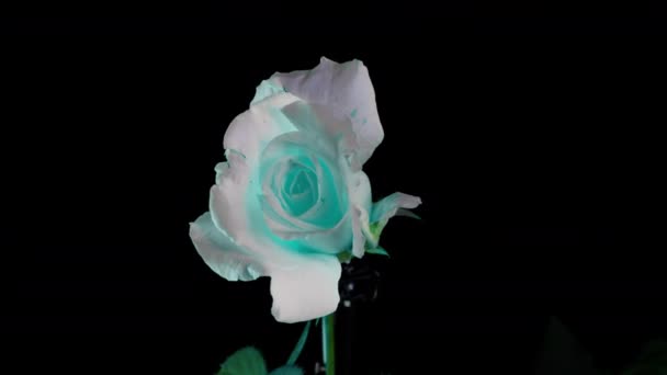 美丽的霓虹灯玫瑰。绽放的蓝色玫瑰绽放，时间流逝，4K超高清视频。复活节，春天，情人节，假日的概念 — 图库视频影像