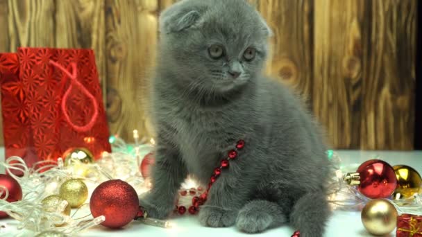 Kedi ve Noel ağacı oyuncakları. İskoç tekir kedisi bej kürk battaniyesiyle Noel oyuncaklarıyla oynar. Evcil hayvanlar için Noel. Noel sezonu. — Stok video