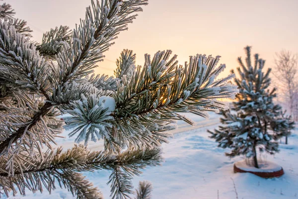 Winter snowy forest landscape with, road Stock Image