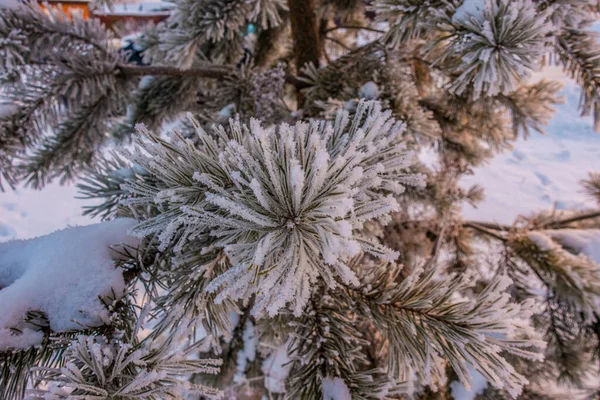 Winter snowy forest landscape with, road Royalty Free Stock Images