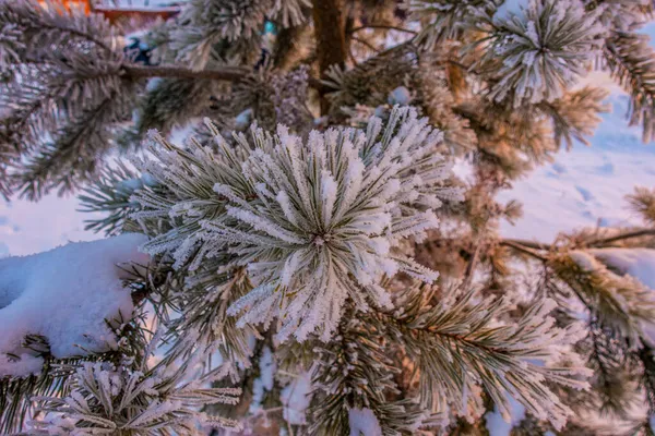 Inverno paesaggio forestale innevato con, strada Fotografia Stock