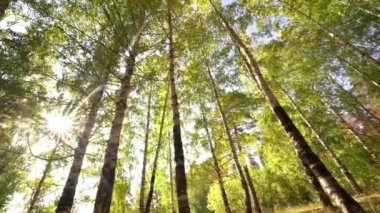 Güneşli İlkbahar Kozalaklı Ormanı 'nda Güzel Gün Doğumu Güneşi. Ormandaki Ormanda Güneş Işığı Işıkları.