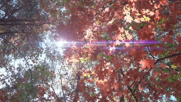 Panning πυροβολισμό treetops το φθινόπωρο, με την πτώση των φύλλων και τον ήλιο να λάμπει μέσα από τα φυλλώματα — Αρχείο Βίντεο