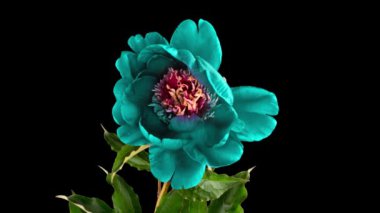 Siyah arka planda açan güzel turkuaz bordo şakayık çiçeğinin zamanlaması. Erkek şakayığı hareketi. Düğün, makro, paskalya, bahar, aşk, doğum günü, sevgililer günü, tatil konsepti.