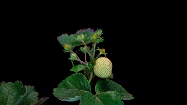 Fraises mûrissent sur le buisson, augmente en taille et rougit — Video