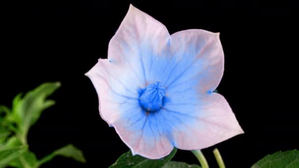 Blå Platykodon blomsteröppning Blossom i Time Lapse på en svart bakgrund. Campanula knopp växer — Stockvideo