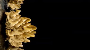 Siyah arka planda istiridye mantarı yetiştiriyorum. Çevre yemeği. Biyoloji çiftliği. Vejetaryen yemeği. Tasarım için yenilebilir mantarlar. Gıda üretim işi