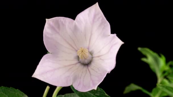 Branco belo verão Platycodon Flor Abertura Blossom em Time Lapse em um fundo preto. Campanula Bud Growing, 4K — Vídeo de Stock