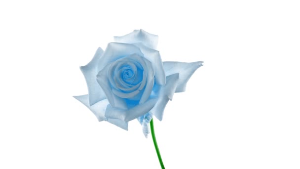 Krásná Úvodní Modrá Růže Bílém Pozadí Květní Lístky Kvetoucí Modré — Stock video