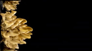 Siyah arka planda istiridye mantarı yetiştiriyorum. Çevre yemeği. Biyoloji çiftliği. Vejetaryen yemeği. Tasarım için yenilebilir mantarlar. Gıda üretim işi