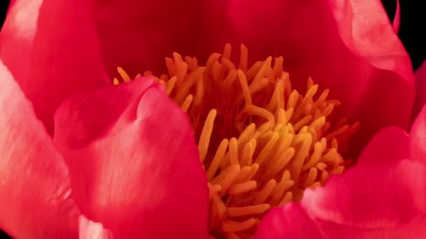 Hermoso fondo rosa Peony. Flor de peonía en flor abierta, lapso de tiempo, primer plano. Fondo de la boda, Concepto de San Valentín. — Vídeo de stock