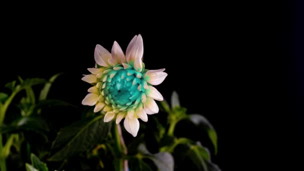 Время истечения неонового цвета открытия георгины, красивый необычный цветок расцветает на черном фоне — стоковое видео
