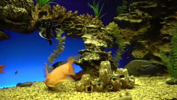 En flock tropiska fiskar simmar nära ett korallrev i solen. Sakta i backarna. Hem akvarium — Stockvideo