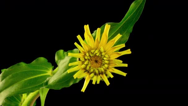 Bir Zinnia çiçeğinin çiçek açması. Güzel yaz sarı zinnia çiçeği siyah arkaplanda açılır. Makro. 4K zaman dilimi — Stok video