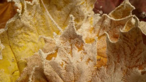 秋天的霜冻覆盖着黄枫叶，秋天的霜冻生长时滞 — 图库视频影像