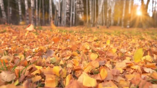 Осіннє листя на землі з розкладеним парком на фоні. Барвистий осінній лист крупним планом з сонцем. Помаранчеве осіннє листя в осінньому лісі . — стокове відео