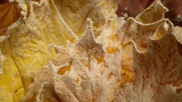 Żółte liście klonu pokryte są mrozem w jesiennym mrozie, czas upływa od wzrostu mrozu na jesiennych liściach — Wideo stockowe