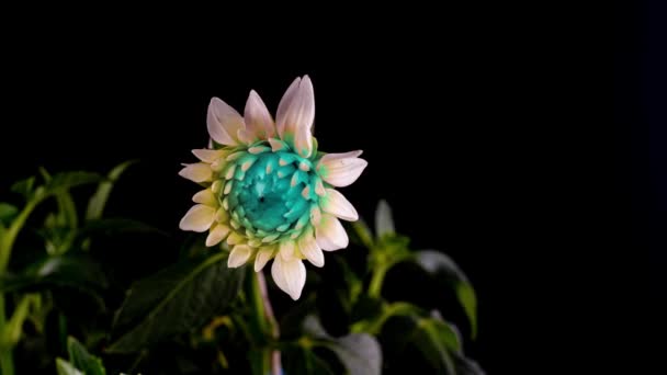 Time lapse of neon color dahlia opening, beautiful unusual flower blooms on black background — Stock Video