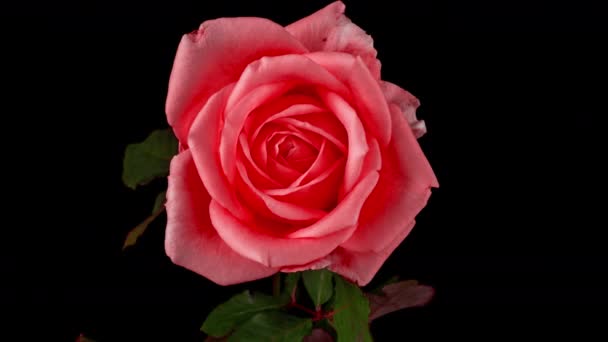 Krásná růžová růže na černém pozadí. Květináče kvetoucí růžové růže rozevřeny, čas vypršel. Dovolená, láska, narozeninový design pozadí. Bude to těsné. Čas makra vypršel. Pozdrav. Video 4k — Stock video