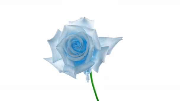 Krásná úvodní modrá růže na bílém pozadí. Květní lístky kvetoucí modré růže otevřené, časový skluz, detailní záběr. Dovolená, láska, narozeninový design pozadí. Bude to těsné. Makro. Časová osa videa 4K UHD — Stock video
