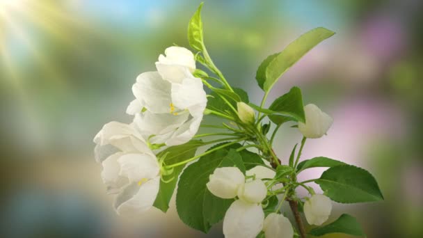 4K Time Lapso de floración blanco flores de manzana sobre fondo negro. Timelapse primavera de la apertura de hermosas flores en las ramas del manzano. — Vídeos de Stock