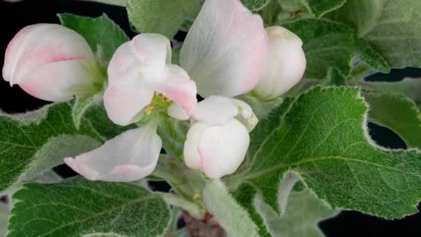 4K Time Lapse από ανθισμένα λευκά λουλούδια μήλου σε μαύρο φόντο. Άνοιξη timelapse του ανοίγματος όμορφα λουλούδια σε κλαδιά μηλιά. — Αρχείο Βίντεο