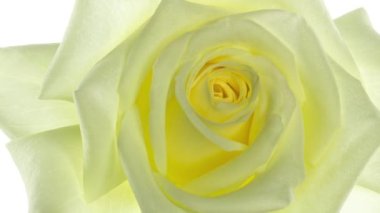 Beyaz arkaplanda sarı gülün açılışı, zaman aşımı, tam HULL