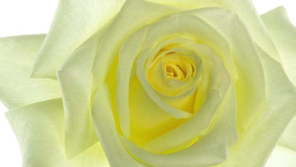 Close-up of yellow rose opening on white background, time lapse,FULL HD — Stock Video