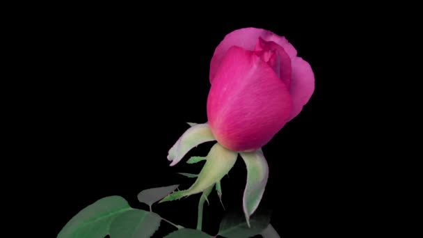 Time lapse vackra öppning rosa ros på svart bakgrund. Kronblad av blommande ros blomma öppen, närbild. Semester, kärlek, alla hjärtans dag, födelsedagsdesign bakgrund. Bud närbild. Makro. 4K-timelapse. — Stockvideo