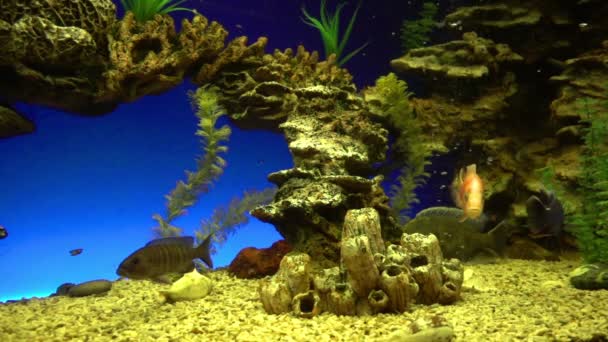 Een kudde tropische vissen zwemt in de buurt van een koraalrif in de zon. Langzame beweging. Home aquarium — Stockvideo