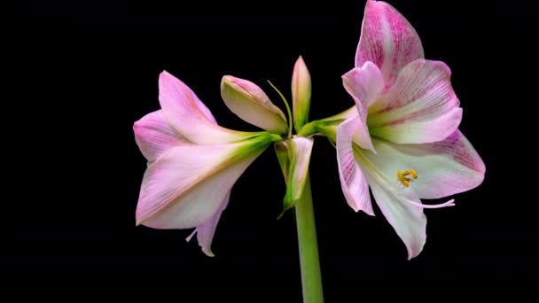 Time lapse of growth of white hyperastrum buds on black background — Stock Video