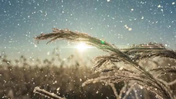 Helder zonnig landschap met sneeuw vallende sneeuw en een klein huis in het bos, cinemagraph, video loop — Stockvideo