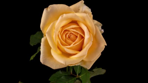 Piękny beż, kremowa róża na czarnym tle. Płatki kwitnącego różowego kwiatu róży otwarte, upływ czasu. Święta, miłość, urodzinowe tło. Zbliżenie Buda. Makrotimelapse. Kartka z życzeniami. 4k wideo — Wideo stockowe