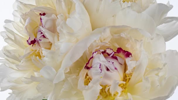 Όμορφο ροζ παιώνειο φόντο. Ανθισμένο λουλούδι παιώνιας ανοιχτό, κενό χρόνου, κοντινό πλάνο. Γάμου σκηνικό, Ημέρα του Αγίου Βαλεντίνου έννοια. Χρονικό διάστημα βίντεο 4K UHD — Αρχείο Βίντεο