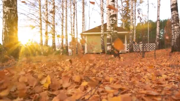 Hojas de otoño en el suelo con el parque desenfocado en el fondo. Colorido primer plano de la hoja otoñal con sol. Hojas de otoño naranja en bosque de otoño. — Vídeos de Stock