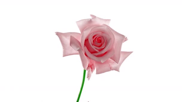 Розовая роза на белом фоне. Лепестки цветущей розовой розы открыты, время истекло, крупный план. Праздник, любовь, день рождения. Бад крупным планом. Макро. 4K UHD видео timelapse — стоковое видео