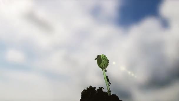 Lapso de tempo de crescer pepino verde. Timelapse sementeira crescente, close-up natureza agricultura atirar. Brotos de legumes do chão. contra um fundo de lapso de tempo de um céu nublado — Vídeo de Stock