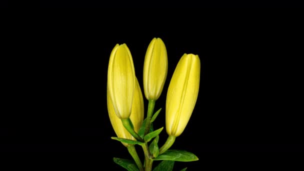 Time Lapse of blooming red Lily flower. Beautiful Lily opening up. Close up Timelapse of blossom big flowers on black background. — Stock Video