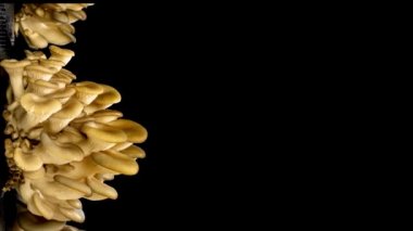 Siyah arka planda istiridye mantarı yetiştiriyorum. Çevre yemeği. Biyoloji çiftliği. Vejetaryen yemeği. Tasarım için yenilebilir mantarlar. Gıda üretim işi