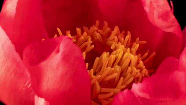 Beautiful pink Peony background. Blooming peony flower open, time lapse, close-up. Wedding backdrop, Valentines Day concept. — Stock Video