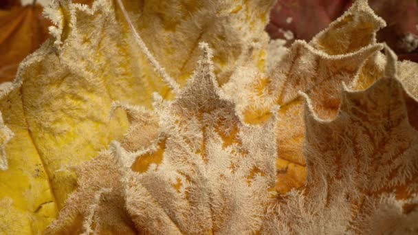 Les feuilles d'érable jaunes sont recouvertes de givre au gel d'automne, période de gel sur les feuilles d'automne — Video