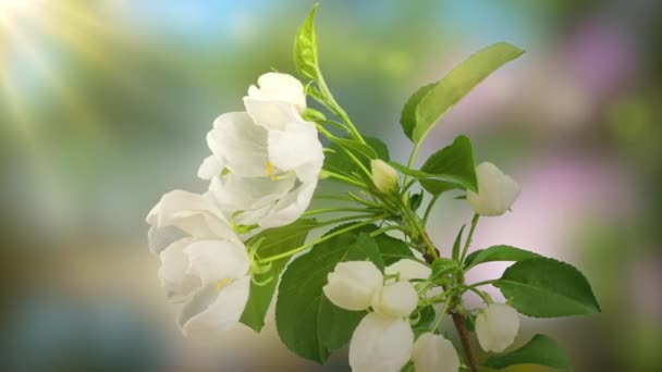 4K Time黒い背景に白いリンゴの花を咲かせます。枝に美しい花を咲かせる春の訪れアップルの木. — ストック動画