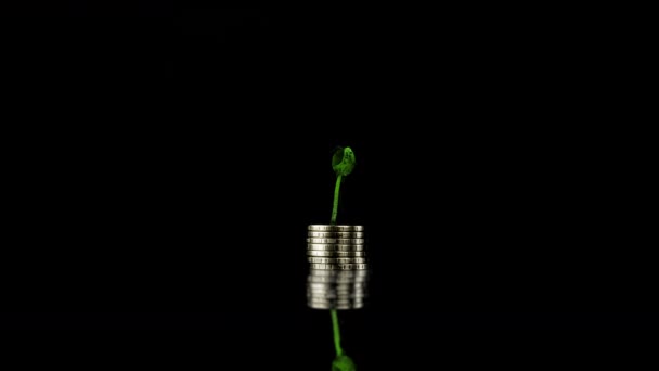 Plant growth span from handfuls of coins, wellbeing growth concept, on black background. 4k video — Stock Video