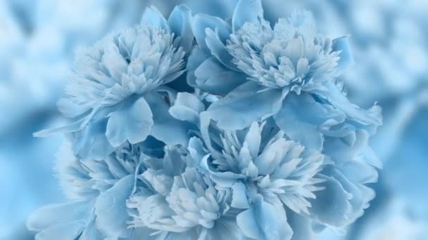 Beautiful blue Peony background. Blooming peony flower open, time lapse, close-up. Wedding backdrop, Valentines Day concept. 4K UHD video timelapse — Stock Video