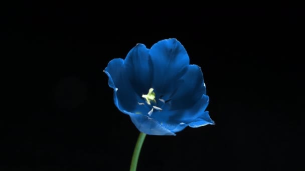 Bellissimo fiore di tulipano blu su sfondo nero, time lapse. Pasqua, compleanno, primavera, San Valentino, concetto di vacanza. 4k — Video Stock